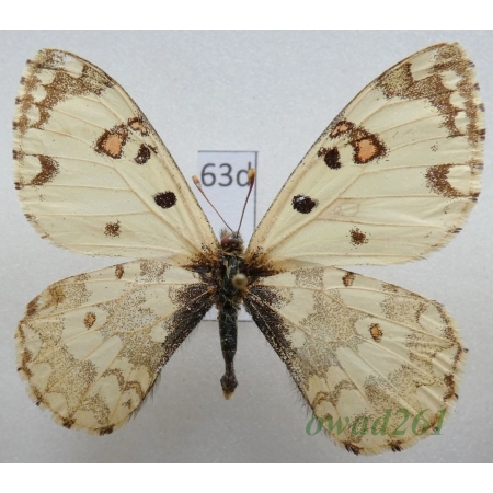 Hypermnestra helios Nickerl, 1846 Uzbekistan63d
